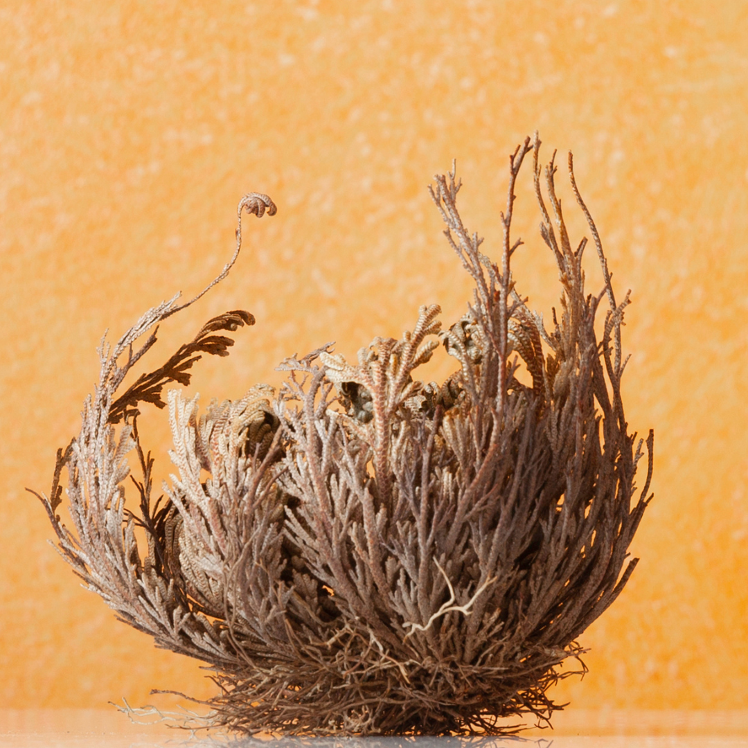 Fleur de Jéricho - Vue principale fertilité naturelle Secrets de Geishaa