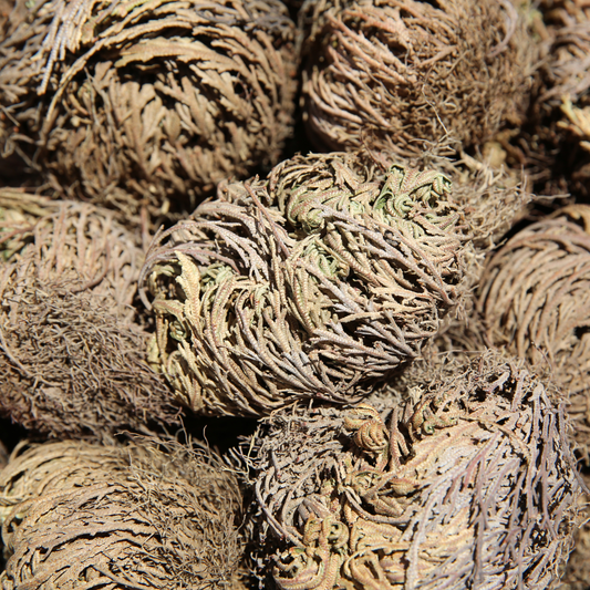 Fleur de Jéricho — Rose de Fertilité Naturelle | Lot de 3 fleurs